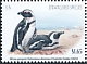 African Penguin Spheniscus demersus