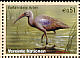 Hadada Ibis Bostrychia hagedash  2003 Endangered species 