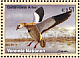 Egyptian Goose Alopochen aegyptiaca  2003 Endangered species 