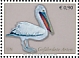 Dalmatian Pelican Pelecanus crispus