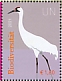 Whooping Crane Grus americana