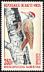 African Grey Woodpecker Dendropicos goertae  1964 Definitives 