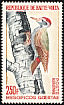 African Grey Woodpecker Dendropicos goertae