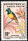 Pygmy Sunbird Hedydipna platura  1965 Birds 