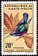 Splendid Sunbird Cinnyris coccinigastrus  1965 Birds 