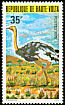 Common Ostrich Struthio camelus