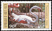 Greater Flamingo Phoenicopterus roseus  1984 Birds 