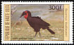 Southern Ground Hornbill Bucorvus leadbeateri  1984 Birds 