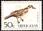 Rufous Hornero Furnarius rufus  1963 Birds 