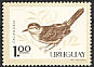 Chalk-browed Mockingbird Mimus saturninus  1963 Birds 