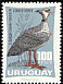 Southern Screamer Chauna torquata