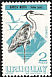 Cocoi Heron Ardea cocoi