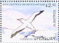 Snowy Albatross Diomedea exulans