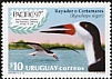 Black Skimmer Rynchops niger  1997 Pacific 97 