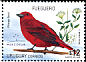 Red Tanager Piranga flava