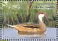 White-cheeked Pintail Anas bahamensis  2018 Ducks Sheet