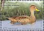 Yellow-billed Pintail Anas georgica