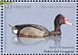 Rosy-billed Pochard Netta peposaca  2018 Ducks Sheet