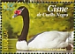 Black-necked Swan Cygnus melancoryphus
