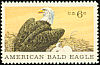 Bald Eagle Haliaeetus leucocephalus