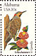 Northern Flicker Colaptes auratus