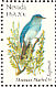 Mountain Bluebird Sialia currucoides