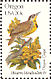 Western Meadowlark Sturnella neglecta