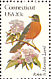 American Robin Turdus migratorius