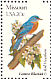 Eastern Bluebird Sialia sialis