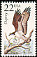 Osprey Pandion haliaetus
