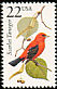 Scarlet Tanager Piranga olivacea