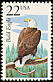 Bald Eagle Haliaeetus leucocephalus