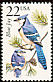 Blue Jay Cyanocitta cristata