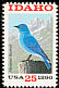Mountain Bluebird Sialia currucoides  1990 Idaho 