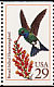 Broad-billed Hummingbird Cynanthus latirostris