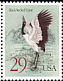 Black-necked Crane Grus nigricollis