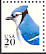 Blue Jay Cyanocitta cristata  1995 Blue Jay Booklet