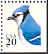 Blue Jay Cyanocitta cristata