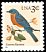 Eastern Bluebird Sialia sialis