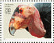 California Condor Gymnogyps californianus