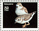 Piping Plover Charadrius melodus