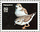 Piping Plover Charadrius melodus