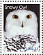 Snowy Owl Bubo scandiacus