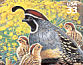 Gambel's Quail Callipepla gambelii  1999 Sonoran desert 10v sheet, sa