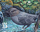 American Dipper Cinclus mexicanus