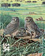 Burrowing Owl Athene cunicularia  2001 Great Plains prairie 10v sheet, sa