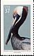 Brown Pelican Pelecanus occidentalis