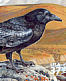 Northern Raven Corvus corax  2003 Arctic tundra 10v sheet, sa