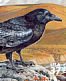 Northern Raven Corvus corax