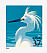 Snowy Egret Egretta thula